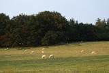 IMG_0112.jpg