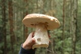IMG_1558.JPG