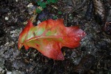 IMG_1565.JPG
